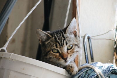 Close-up portrait of a cat