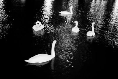 Swans swimming in lake