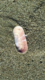 Close-up of jellyfish on beach