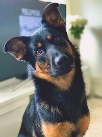 Close-up portrait of a dog looking away