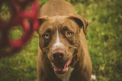 Close-up portrait of a dog