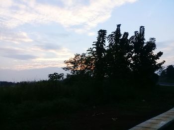 Silhouette trees on field against sky at sunset