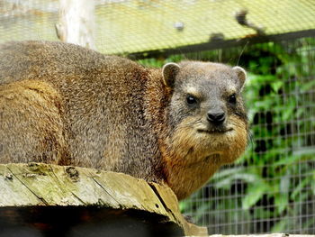 Close-up of a rock hyrax