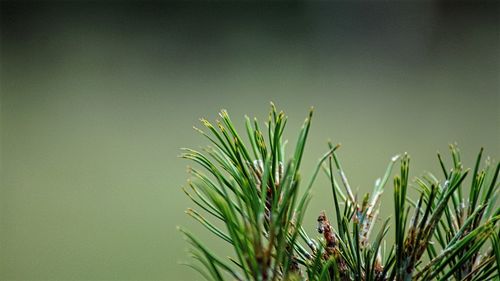 Close-up of fresh green plant