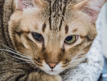 Close-up portrait of cat