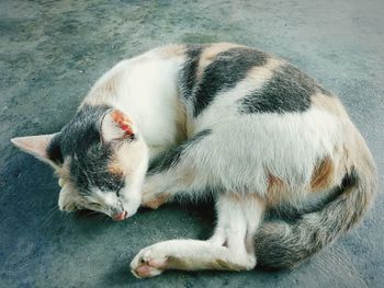 High angle view of cat sleeping