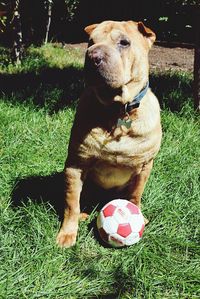 Close-up of dog with ball on grass