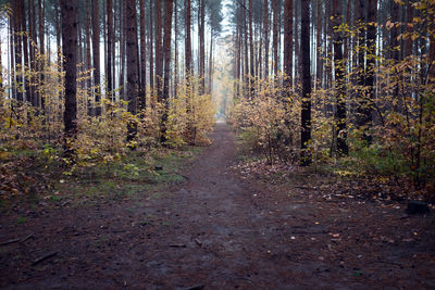 Road amidst trees in forest during autumn