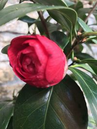 Close-up of red flower growing on plant