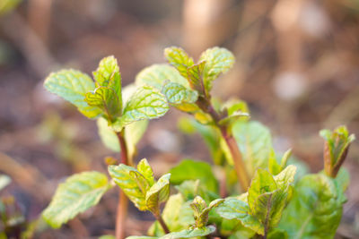 Close-up of fresh green leaves