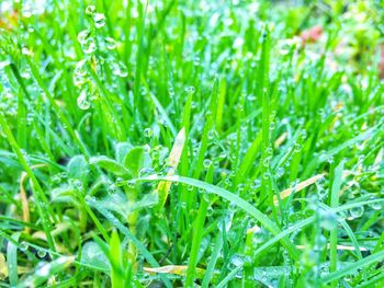 Full frame shot of fresh green plants