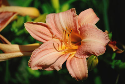 Close-up of pink flower