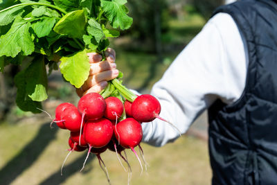 Red berries on plant