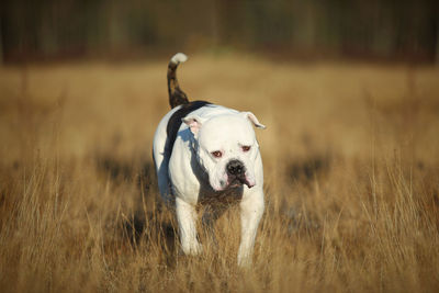 Dog looking away on field