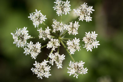 Close-up of white flowers blooming outdoors