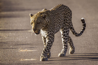 Full length of leopard walking on road