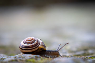 A small ribbon snail crawls over the ground