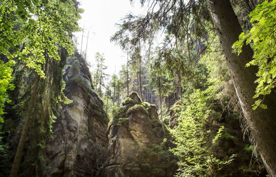 Low angle view of rocks amidst trees in forest