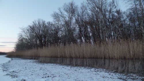 Bare trees against sky during winter