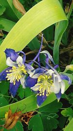 Close-up of purple flowers