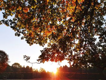 Low angle view of sunlight streaming through tree during sunset