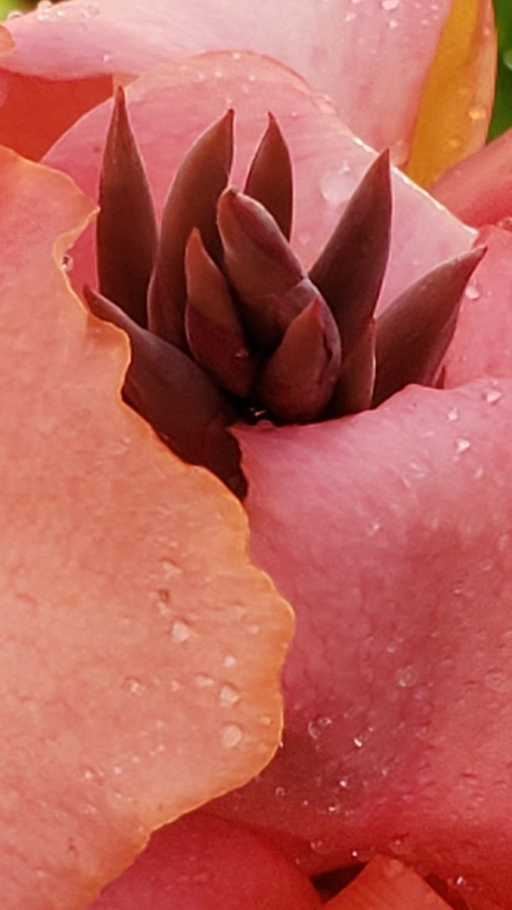 CLOSE-UP OF PINK ROSE FLOWER PETALS