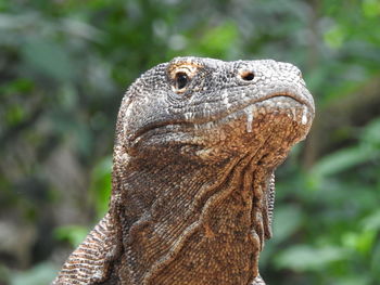 Close-up of a lizard