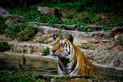 Indochinese tiger relaxing in water