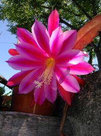 Close-up of pink flowers