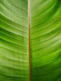 Full frame shot of palm leaf