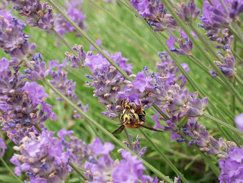 Bee pollinating on purple flowering plant