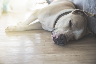 Dog sleeping on floor at home