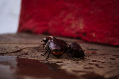 Close-up of insect on rock