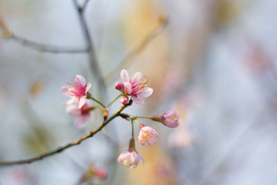 Close-up of pink cherry blossom