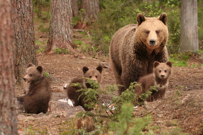 Bears in forest