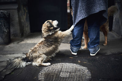 Low section of person with dog on footpath in city