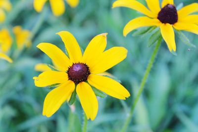 Close-up of sunflower blooming outdoors