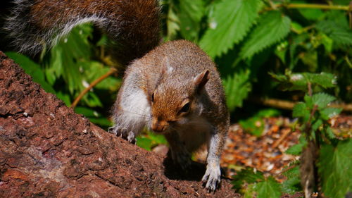Close-up of squirrel on tree
