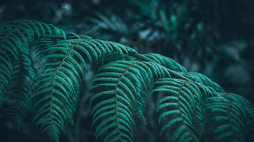 Close-up of leaves 