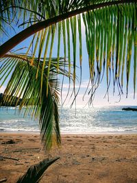 Palm trees on beach against sky