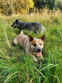 Portrait of dog on field