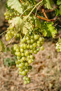 Close-up of grapes growing in vineyard