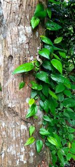 High angle view of green leaf on tree trunk