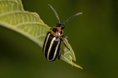 Close-up of insect on plant