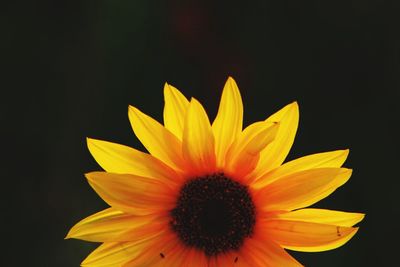 Close-up of yellow flowers