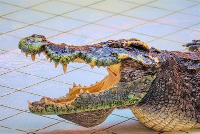 Close-up of crocodile on the floor