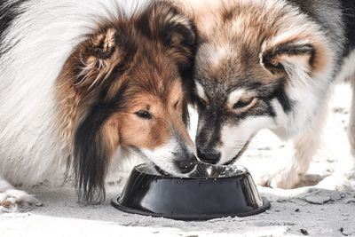 Close-up of a finnish lapphund dog and a sheltie shetland sheepdog drinking water from the same bowl