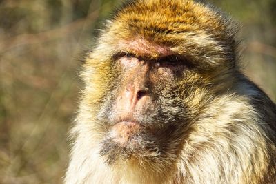 Close-up of a monkey