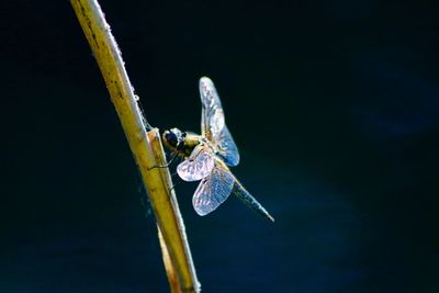 Close-up of insect in sea