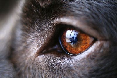 Close-up of dog eye